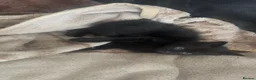 Mixed Breed cats for sale: Kitten looking for a home  - Advert 2
