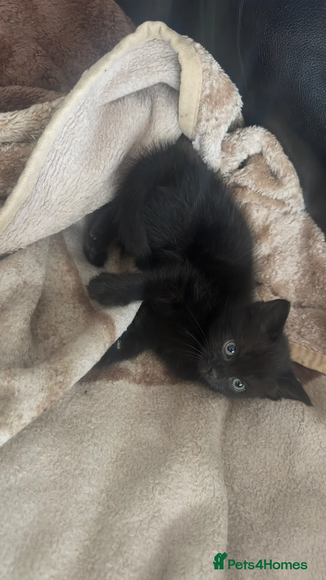 Mixed Breed cats for sale: Kitten looking for a home  - Advert 2
