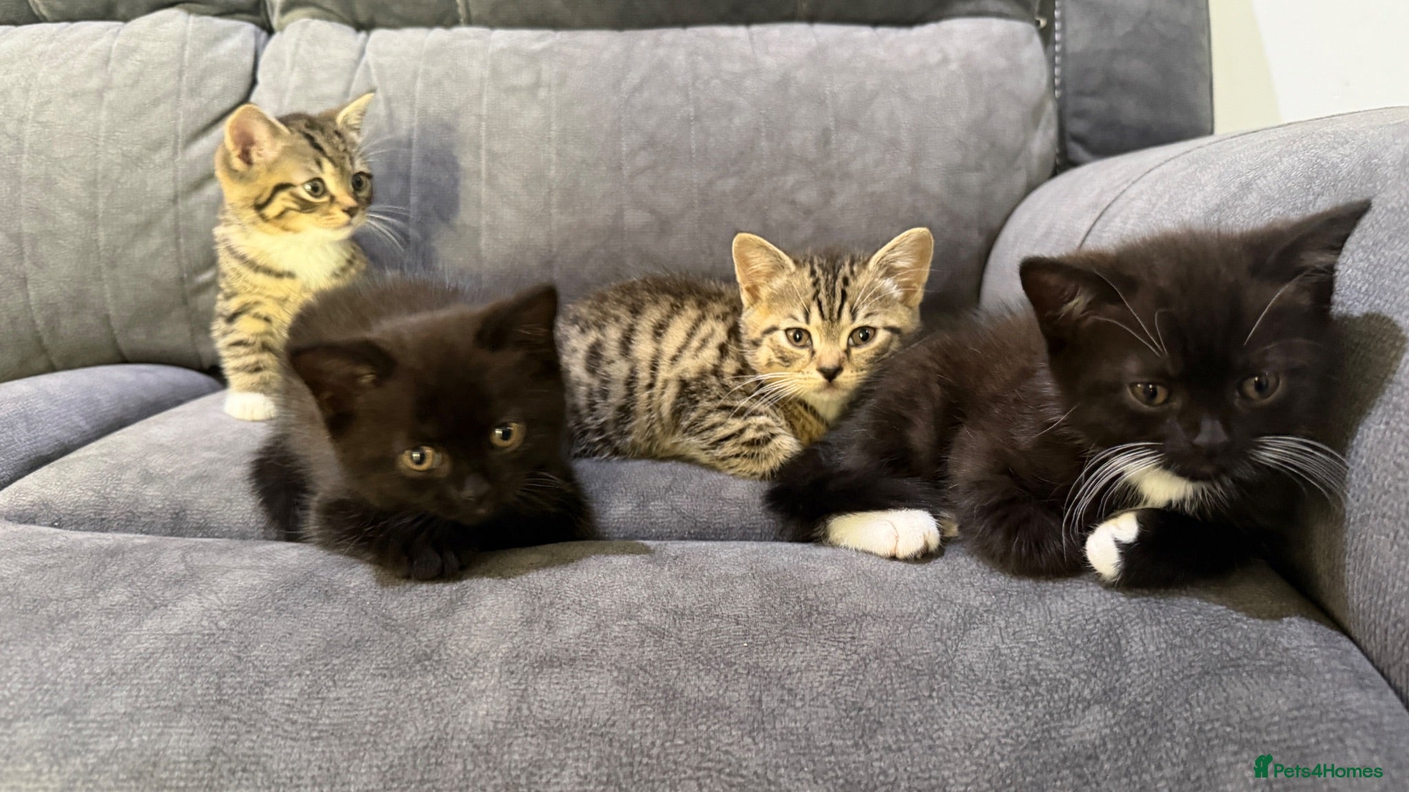 Mixed Breed cats 🐾 Beautiful Half British Shorthair Kittens 🐾 - Advert 1