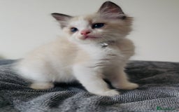 Ragdoll cats for sale: 💙🐾Tica full Pedigree🐾EU Ragdoll 🐱🐾DNA Clear - Image 12