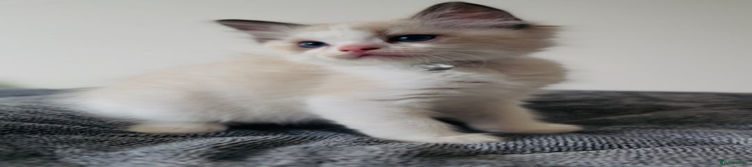 Ragdoll Kitten 3