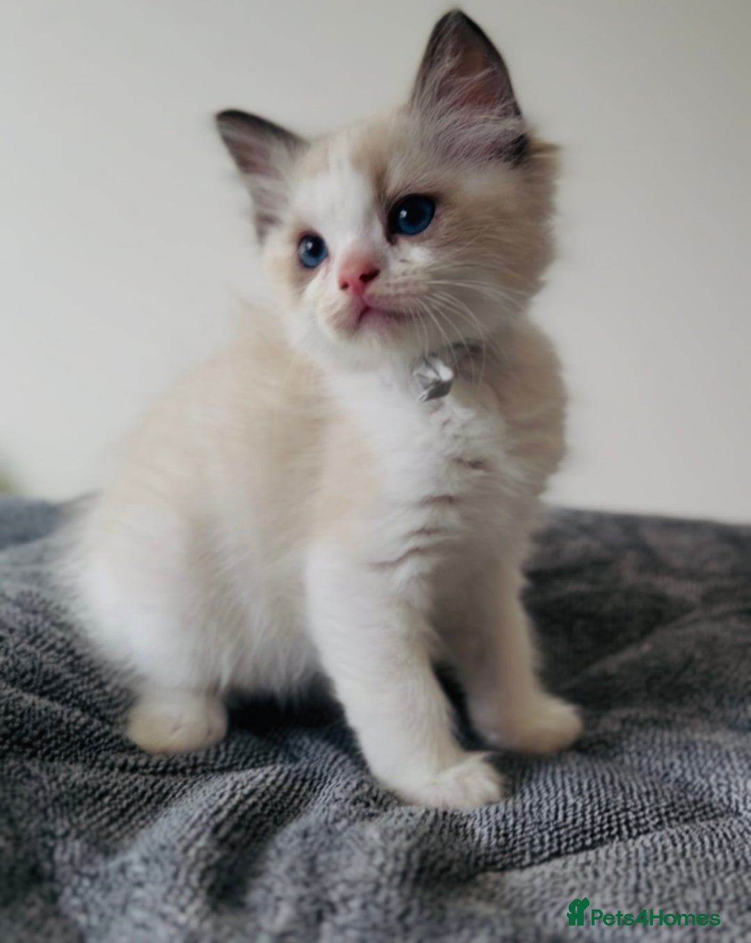 Ragdoll cats for sale: 💙🐾Tica full Pedigree🐾EU Ragdoll 🐱🐾DNA Clear - Image 12