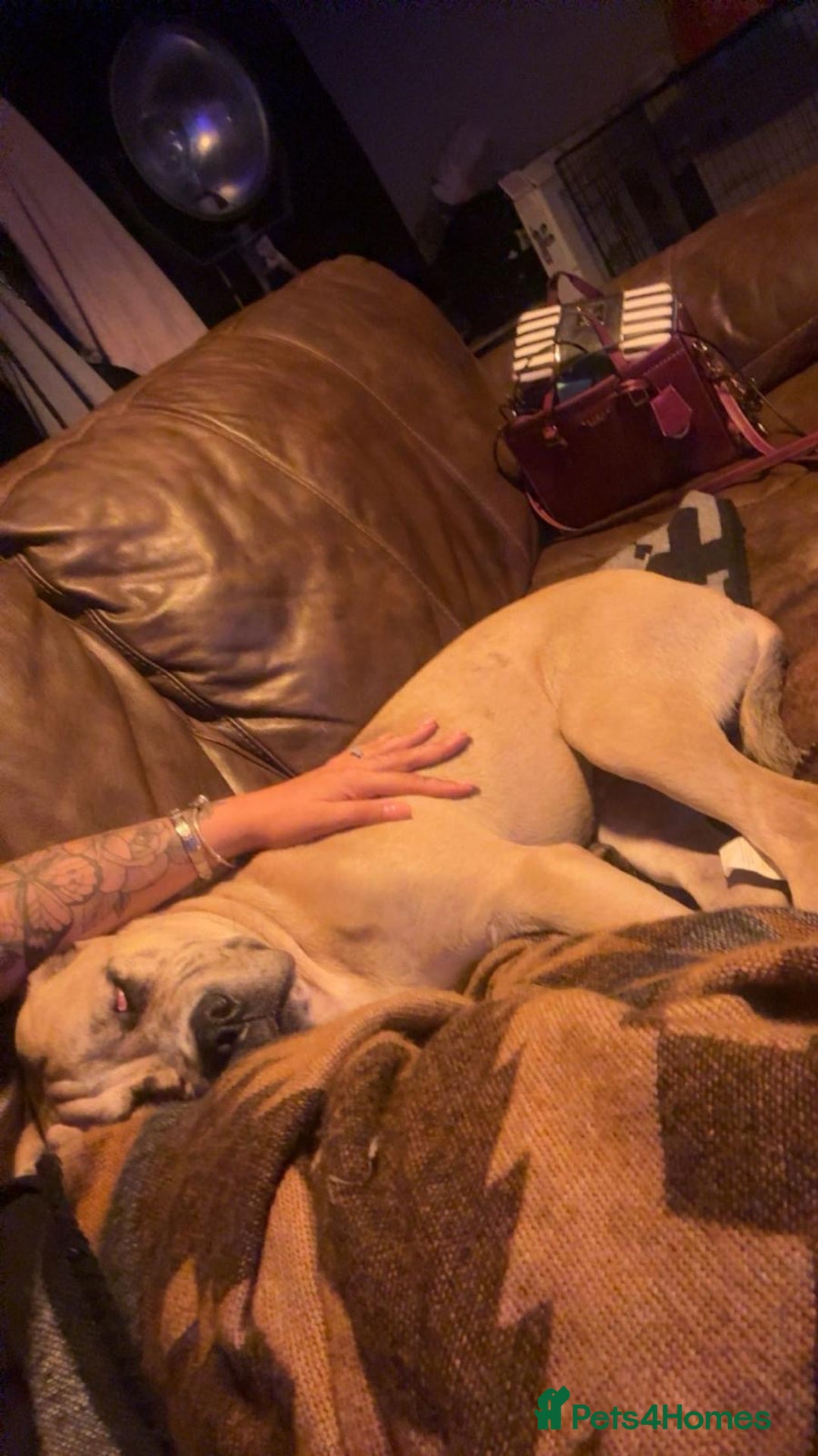 Cane Corso dogs for sale: Trained Cane Corso, Odin. - Image 3