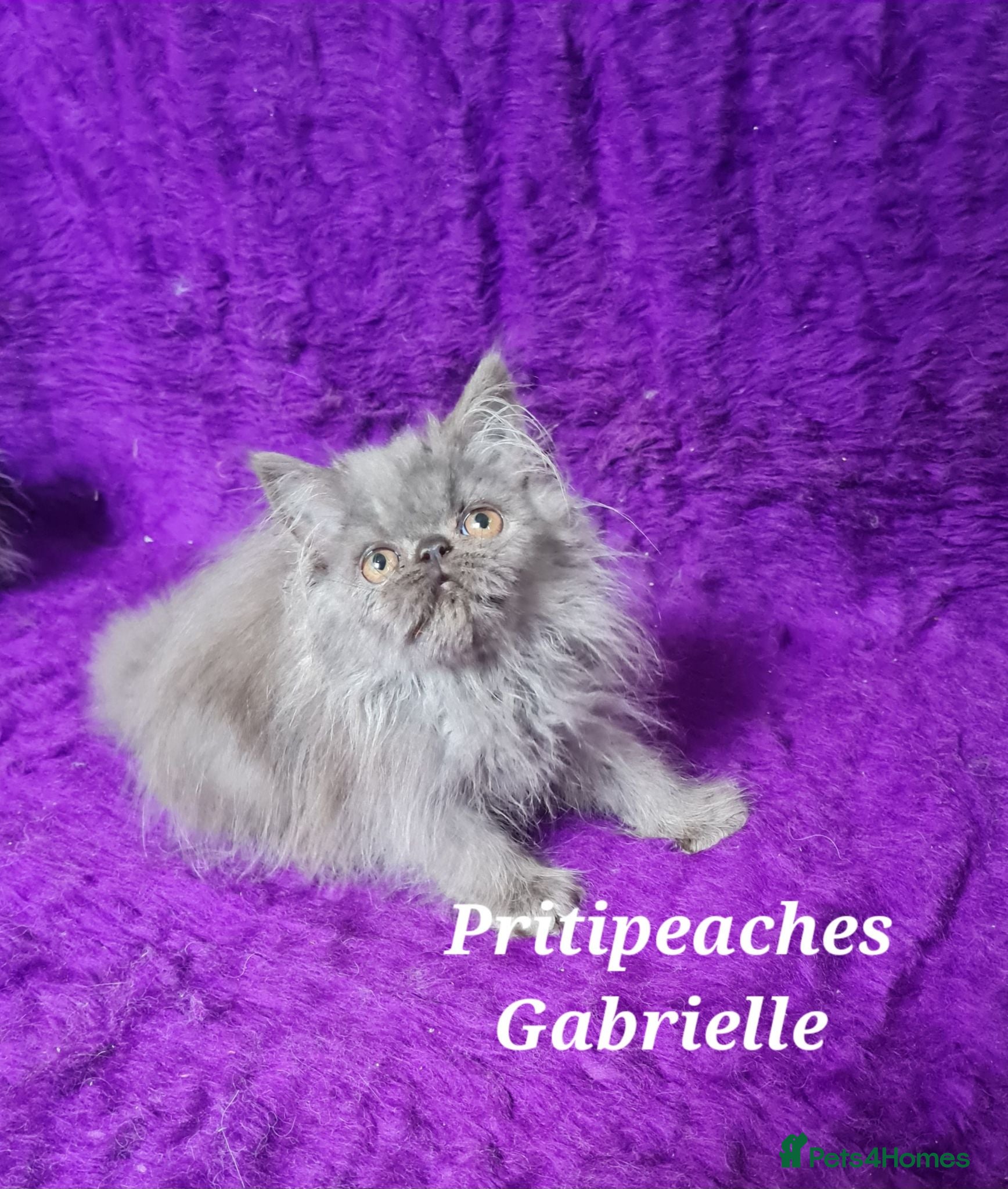 Persian cats Gccf Registered Persian Kittens  - Advert 18