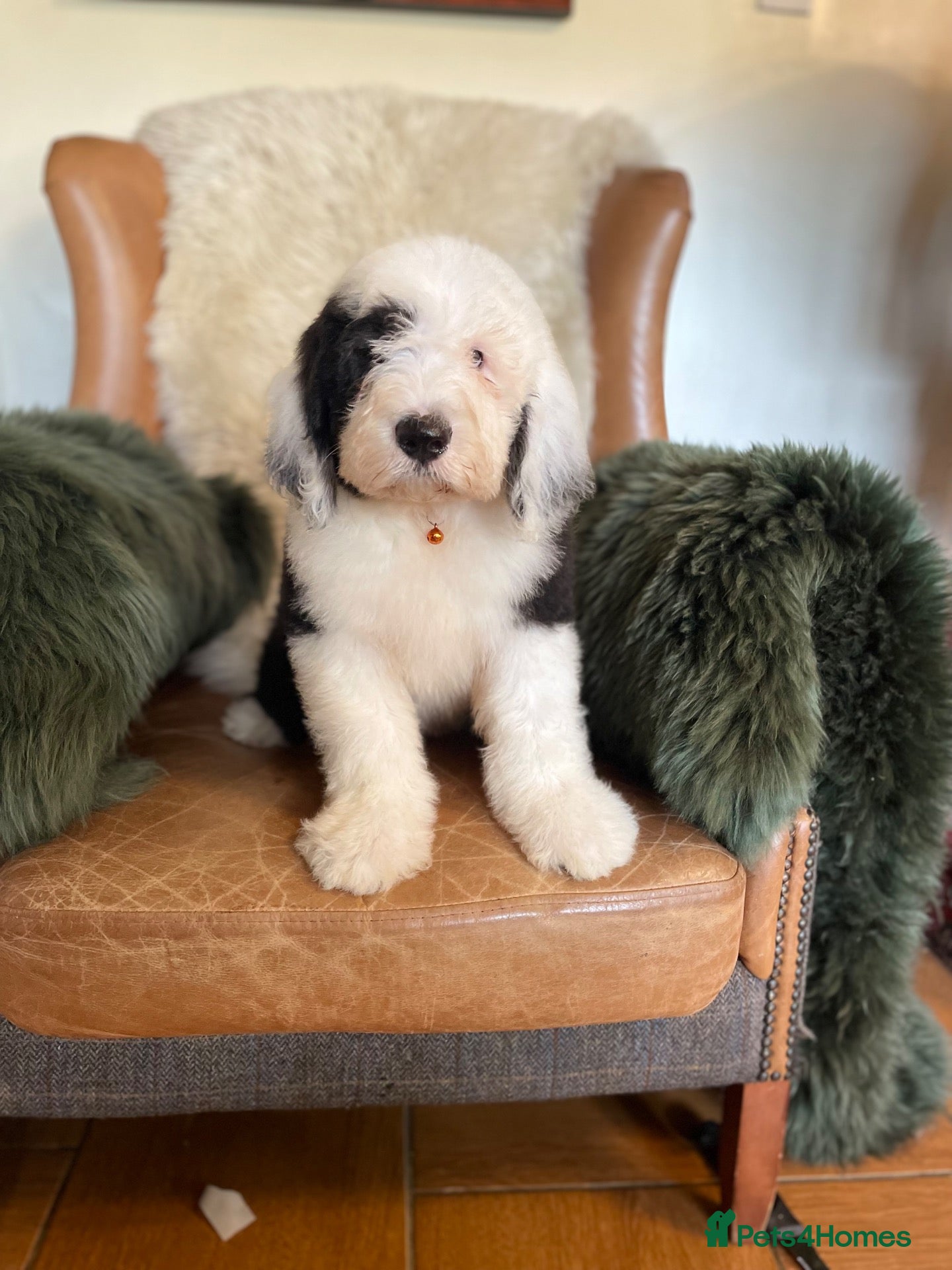 Old English Sheepdog dogs for sale: Old English sheep dog kc - Advert 2
