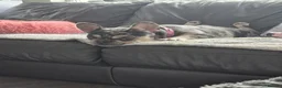 French Bulldog dogs for sale: Chocolate merle frenchie  in Cannock - Advert 6