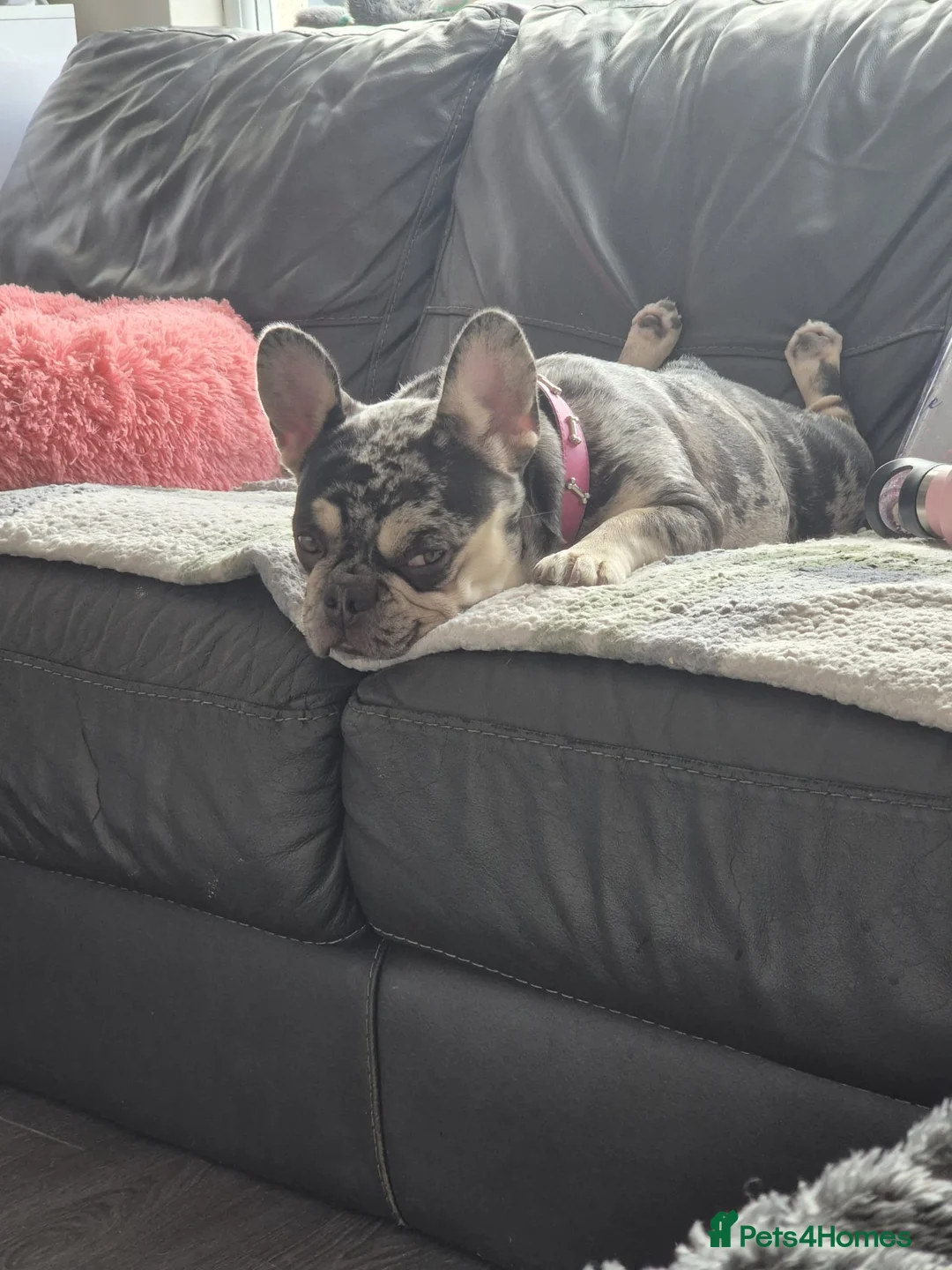 French Bulldog dogs for sale: Chocolate merle frenchie  in Cannock - Advert 6