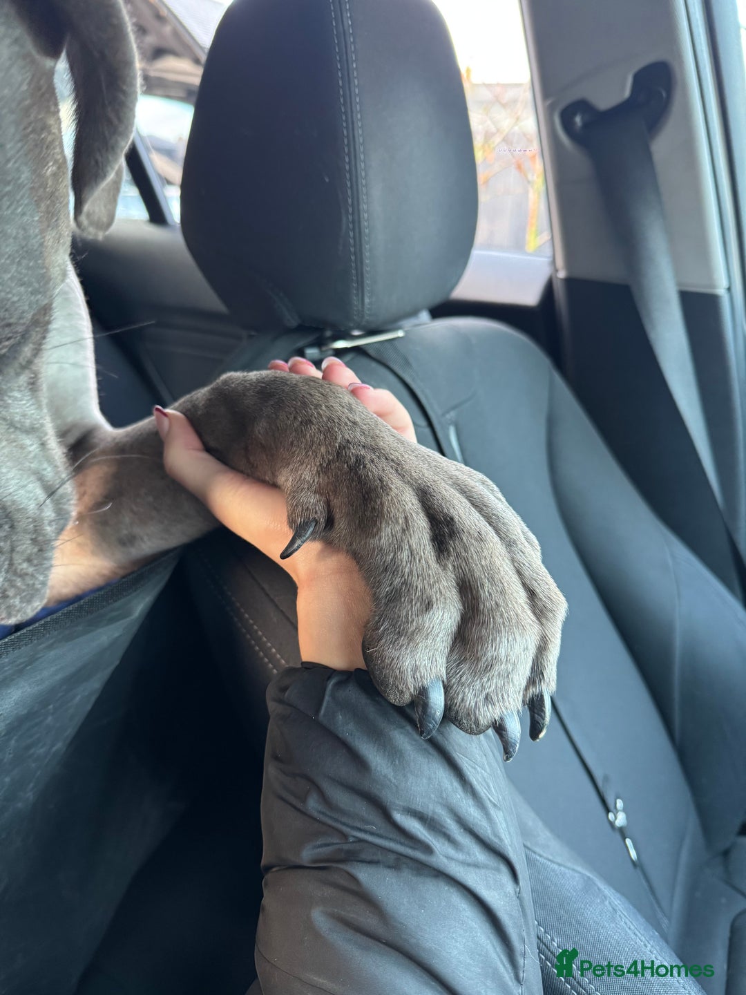 Mixed Breed dogs for sale: Cane Corso x Great Dane  - Advert 10