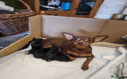 Miniature Pinscher dogs for sale: Miniature pinscher pups - Image 3
