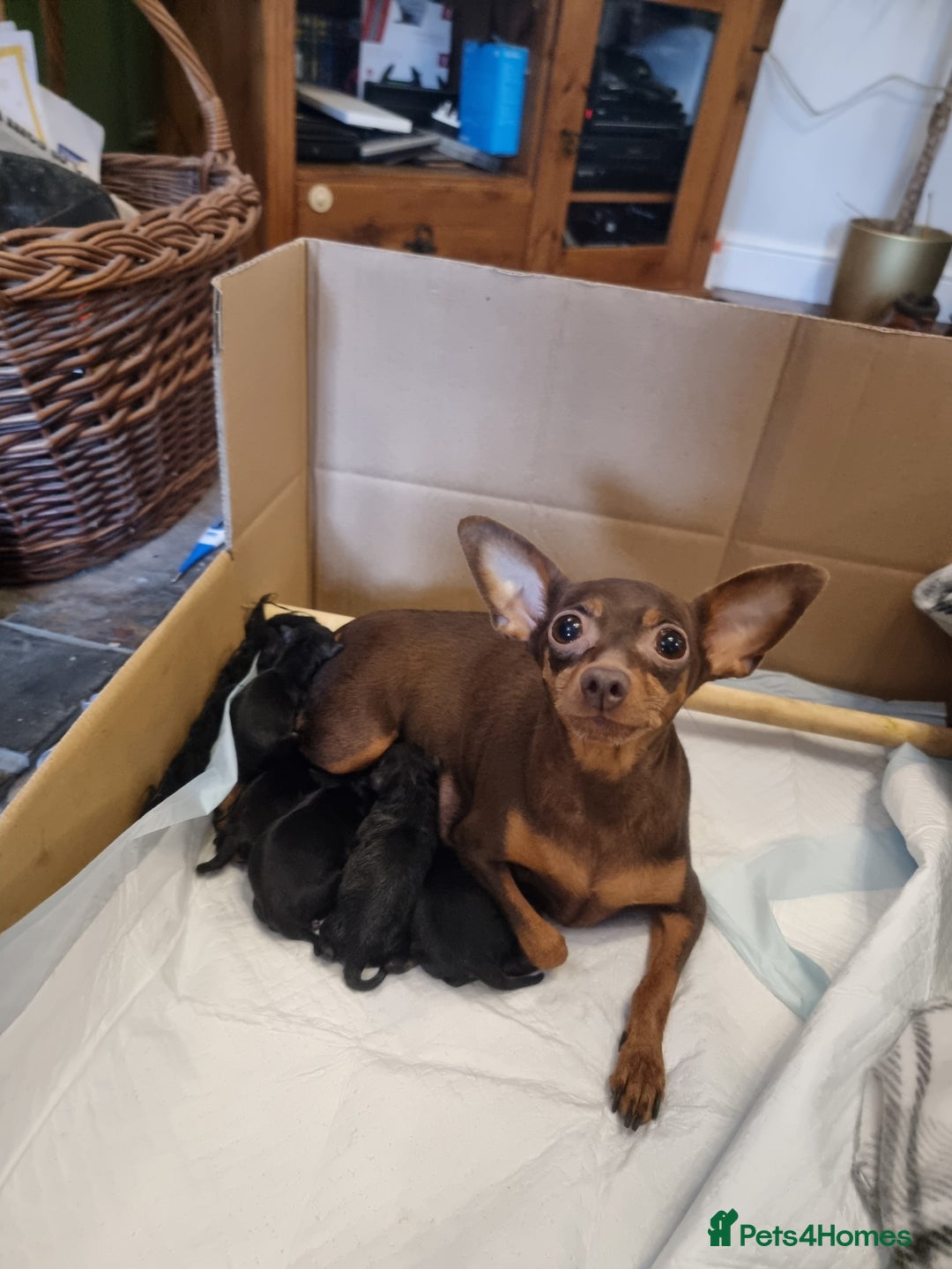 Miniature Pinscher dogs for sale: Miniature pinscher pups - Image 3