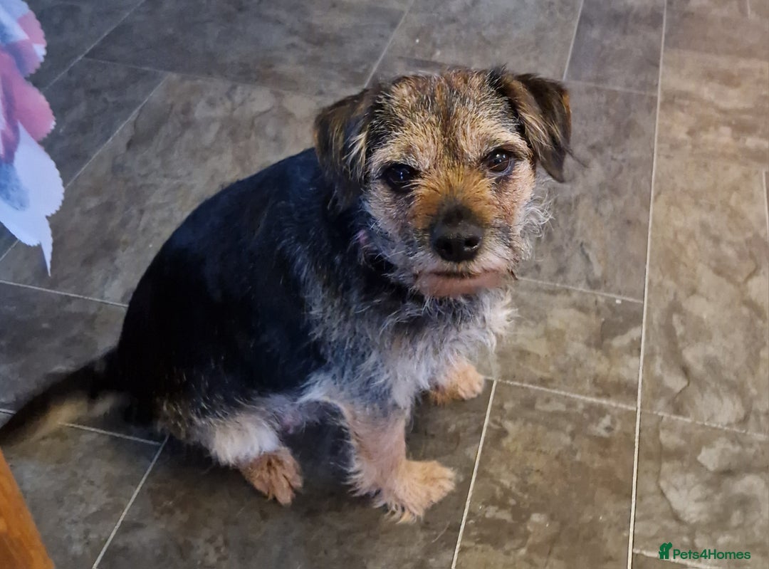 Border Terrier dogs for sale: Adult Border looking for loving family - Advert 2