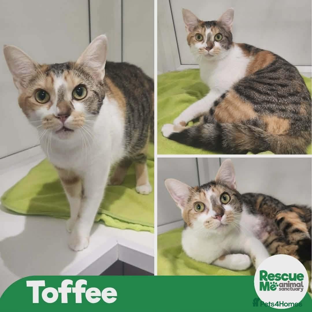 Mixed Breed cats Toffee - Advert 3