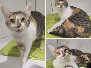 Mixed Breed cats Toffee - Advert 2