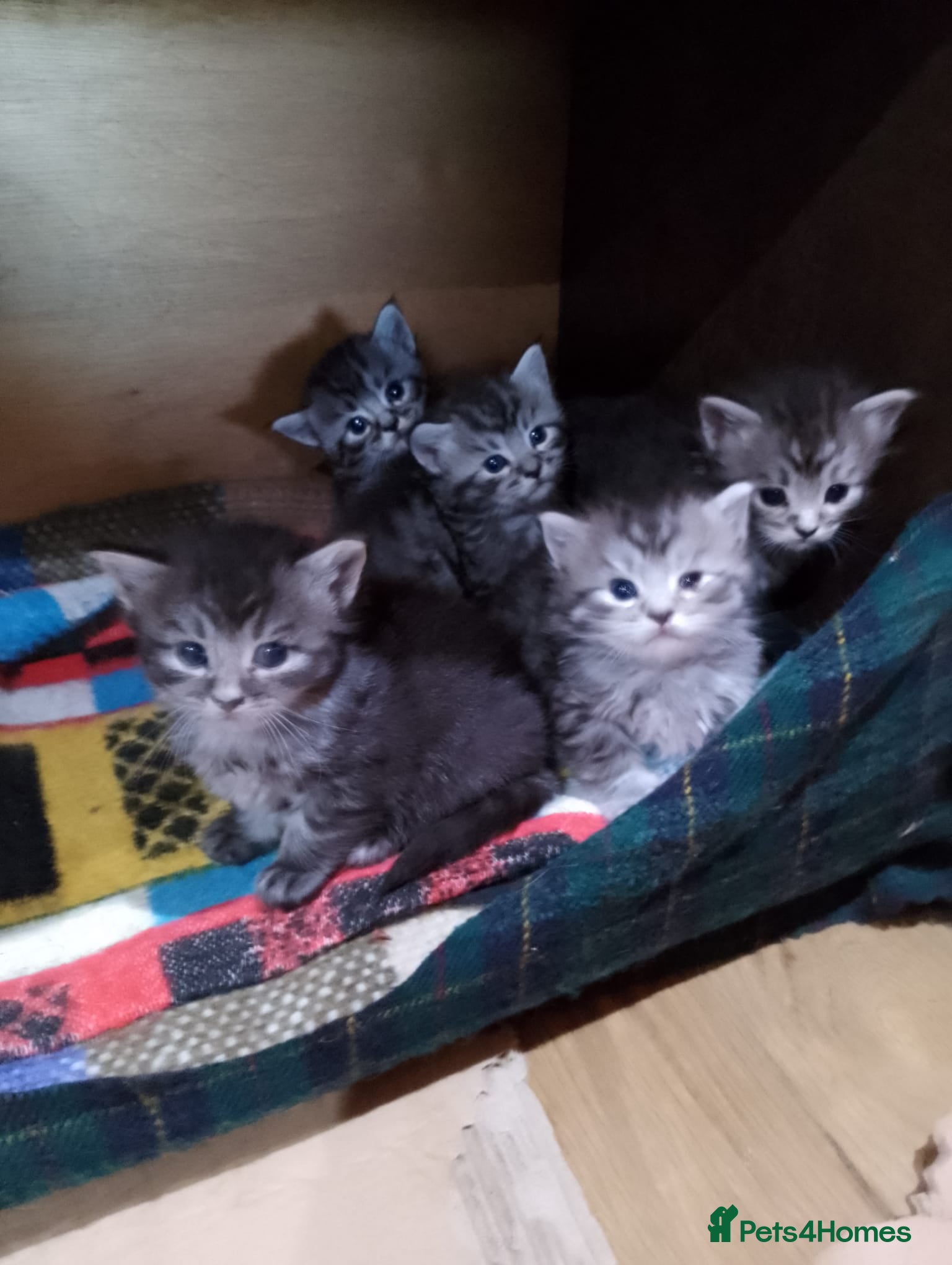 Maine Coon cats Maine Coon kittens, Mother is tica registered. - Advert 1