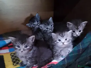 Maine Coon cats Maine Coon kittens, Mother is tica registered. - Advert 1