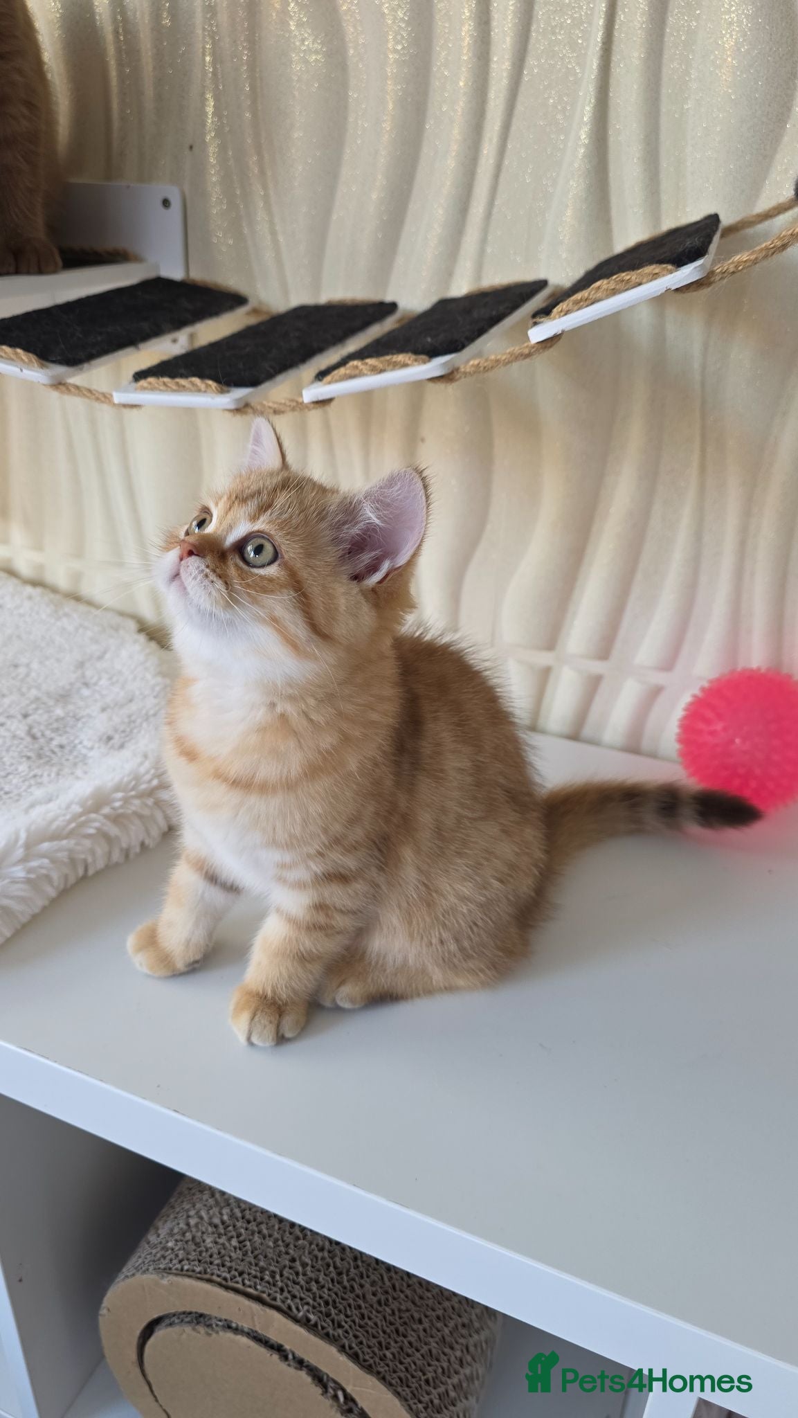 Scottish Fold cats READY NOW Instagram Famous Kittens - Advert 1