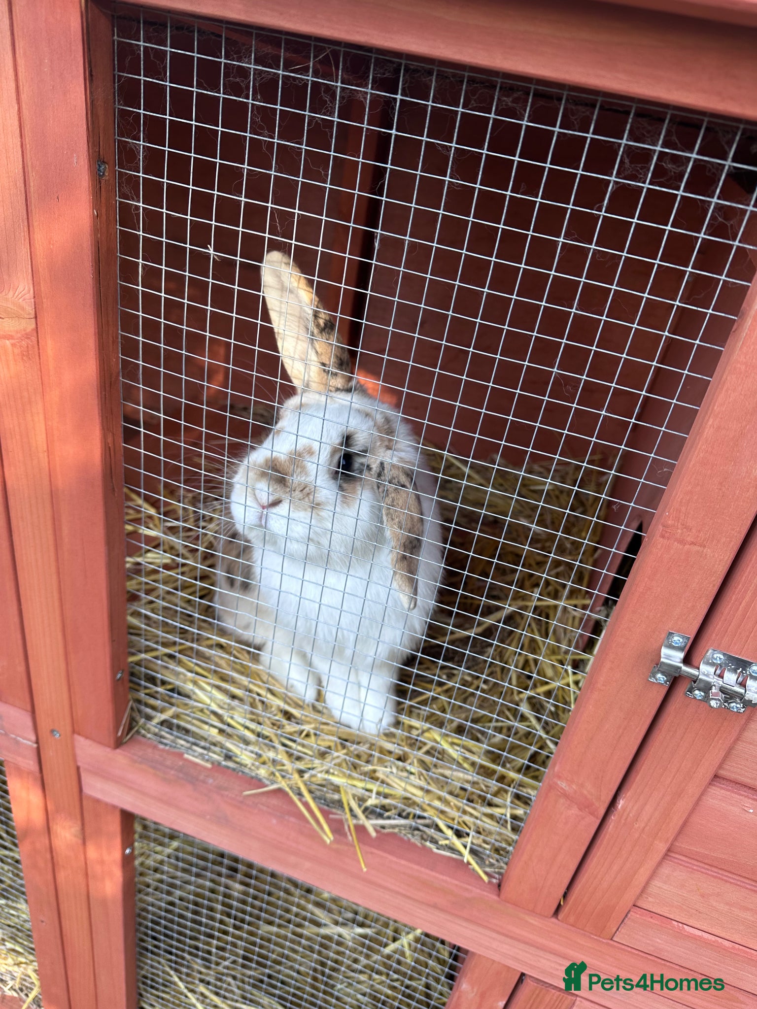 Mixed Breed rabbits Male rabbit & hutch - Advert 6