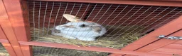 Mixed Breed rabbits for sale: Male rabbit & hutch in Wisbech - Advert 1