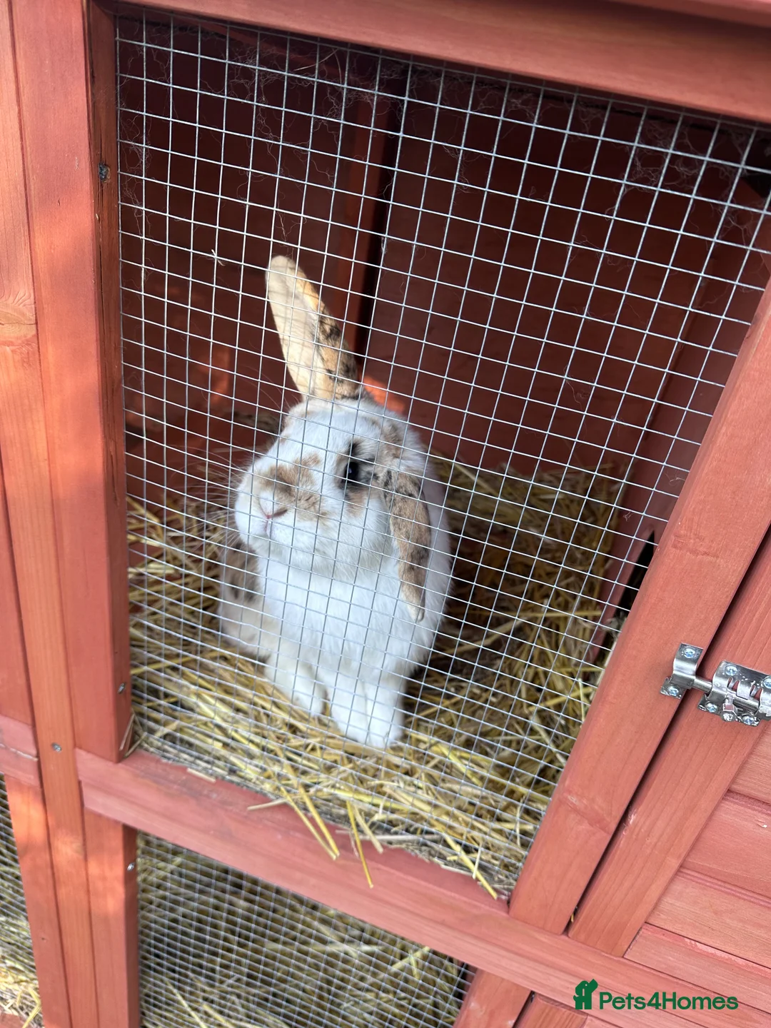 Mixed Breed rabbits for sale: Male rabbit & hutch in Wisbech - Advert 1