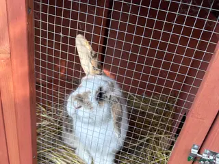Mixed Breed rabbits Male rabbit & hutch - Advert 6
