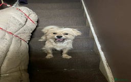 Mixed Breed dogs for sale: Romeo - Image 6