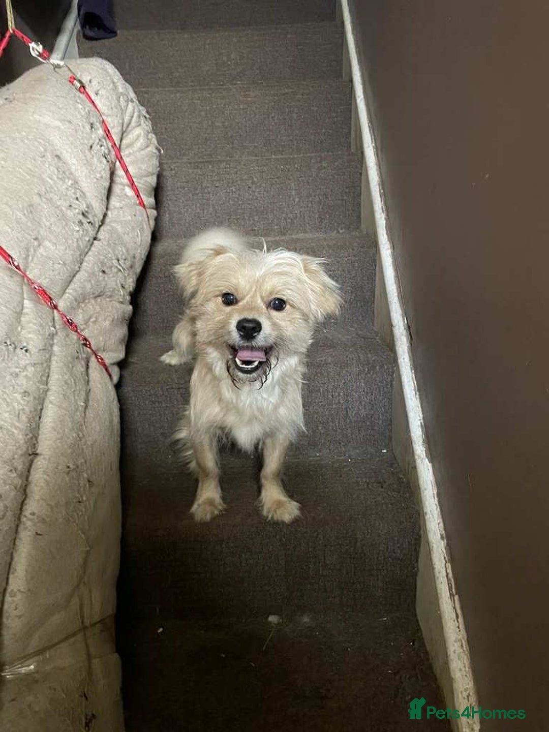 Mixed Breed dogs for sale: Romeo - Image 6
