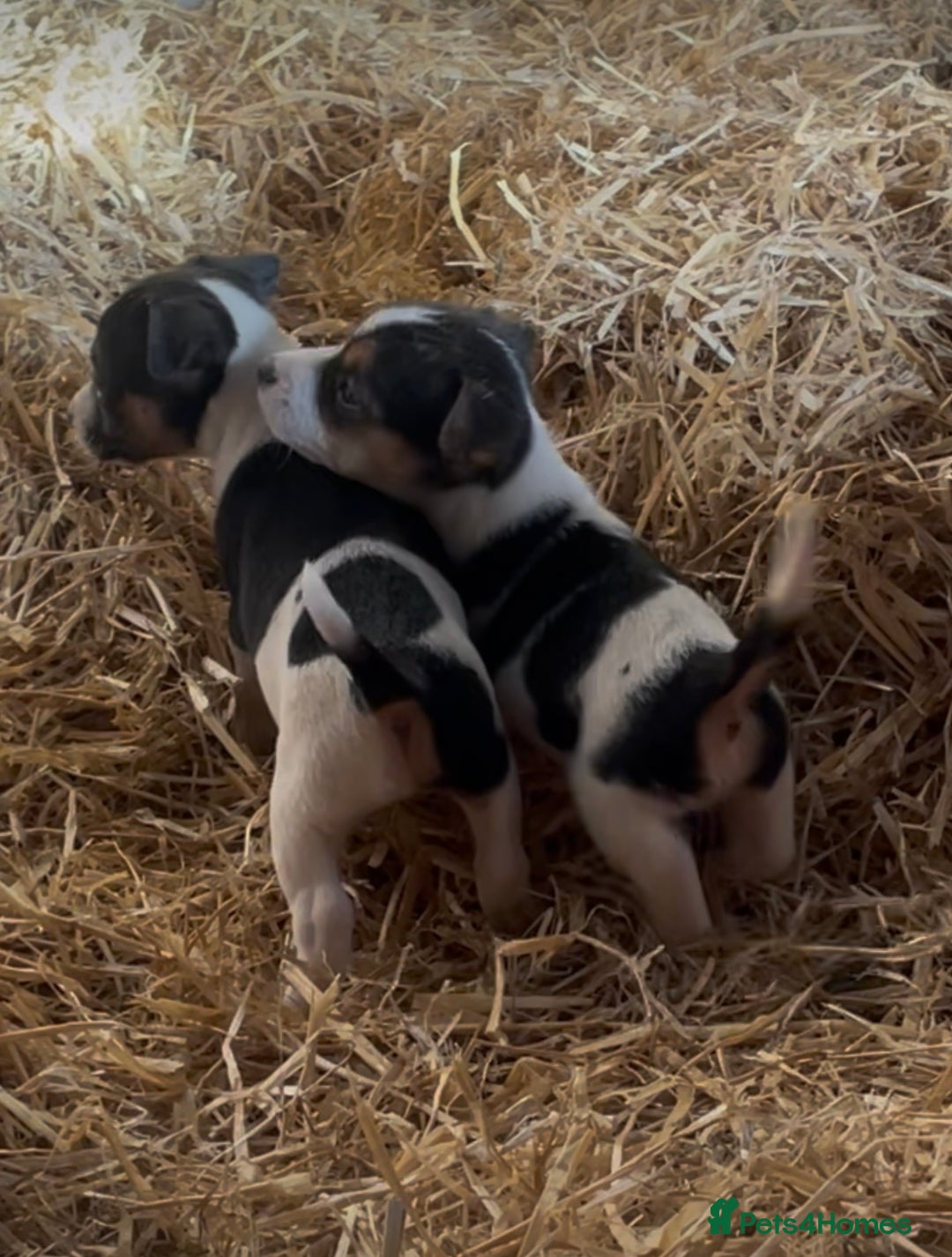 Jack Russell dogs for sale: Gorgeous Jack Russel Terriers! Smooth Coated!! - Advert 2