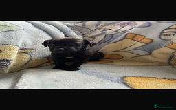 Patterjack dogs for sale: 4 beautiful patterjack boys  - Image 1