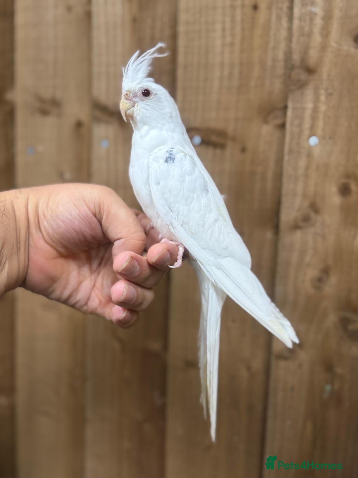 Mixed Breed birds Baby cocktails  - Advert 18
