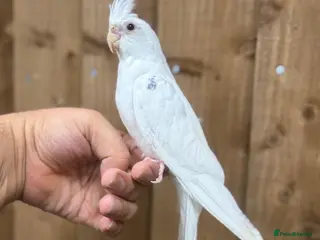Mixed Breed birds Baby cocktails - Advert 18