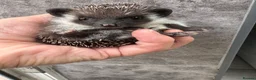 Pygmy Hedgehog rodents for sale: 8wk old APH babies various masks/ colours  - Advert 28