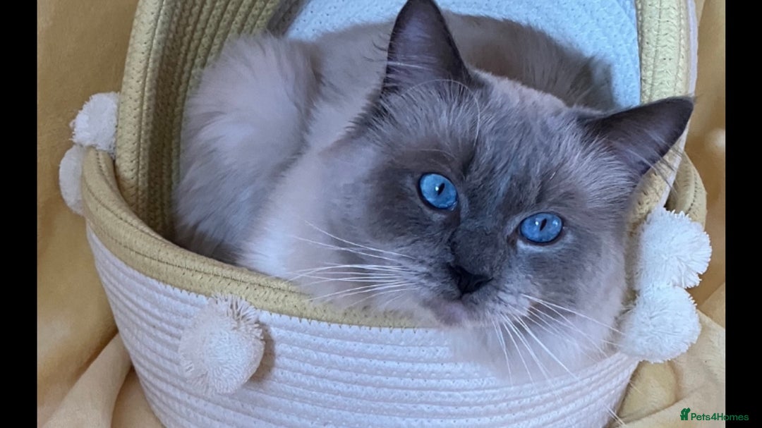 Ragdoll cats for stud: Ragdoll🏆Champion Bloodline 5GEN-Pedigree GCCF🌟💎 in Solihull - Advert 1