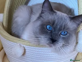 Ragdoll cats Ragdoll🏆Champion Bloodline 5GEN-Pedigree GCCF🌟💎 in Solihull - Advert 16