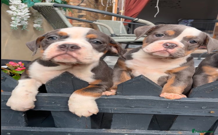 Olde English Bulldogge dogs - Advert 3