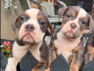 Olde English Bulldogge dogs - Advert 2