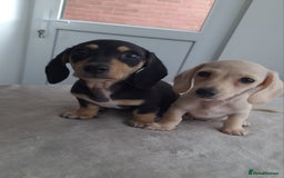 Dachshund dogs for sale: READY NOW - Miniature dachshunds cream girls  - Image 2