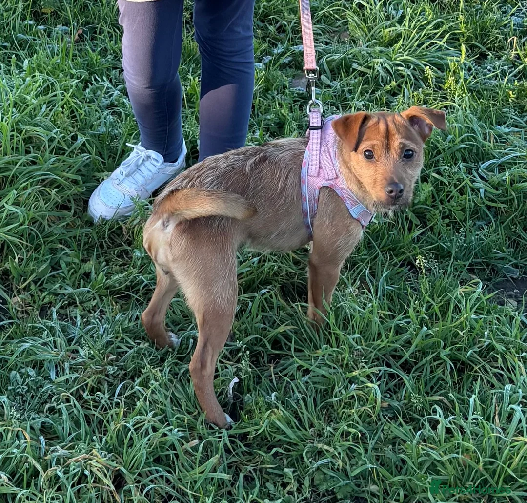 Mixed Breed dogs for sale: 11 Month Old Terrier looking for forever home - Advert 1