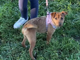 Mixed Breed dogs 11 Month Old Terrier looking for forever home - Advert 2