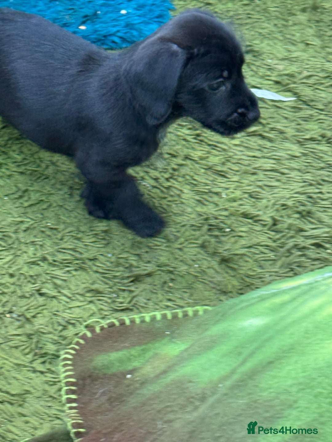 Mixed Breed dogs for sale: Shih-poo x Jack Russell Puppys - Advert 7