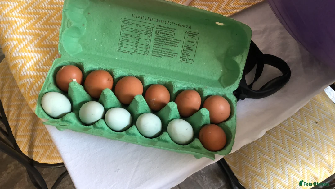 Chickens poultry for sale: Purebred Blue Araucana Rooster  in Wigan - Advert 3