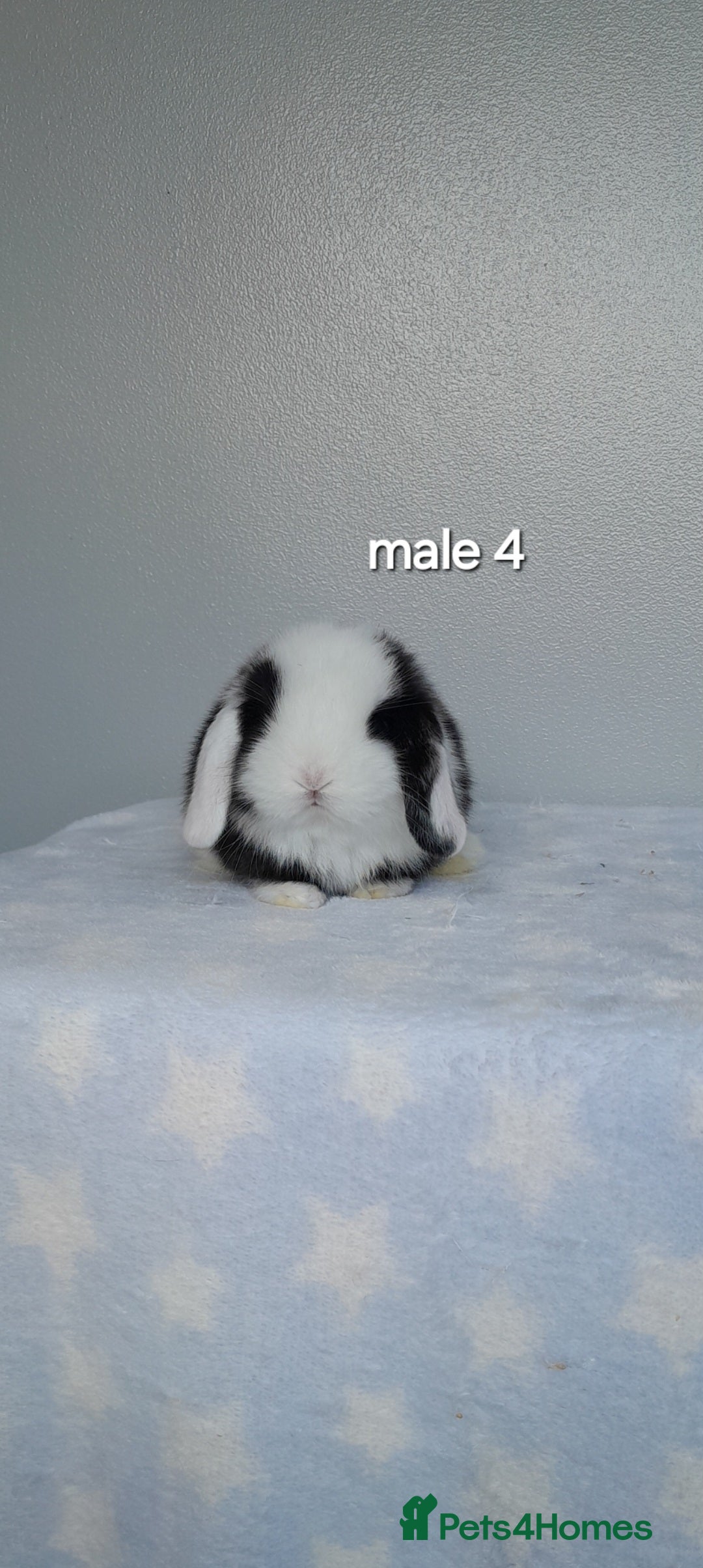 Mini Lop rabbits for sale: Gorgeous pure bred mini lops - Image 10