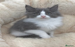 Mixed Breed cats for sale: BEAUTIFUL FLUFFY GREY KITTENS   - Image 9
