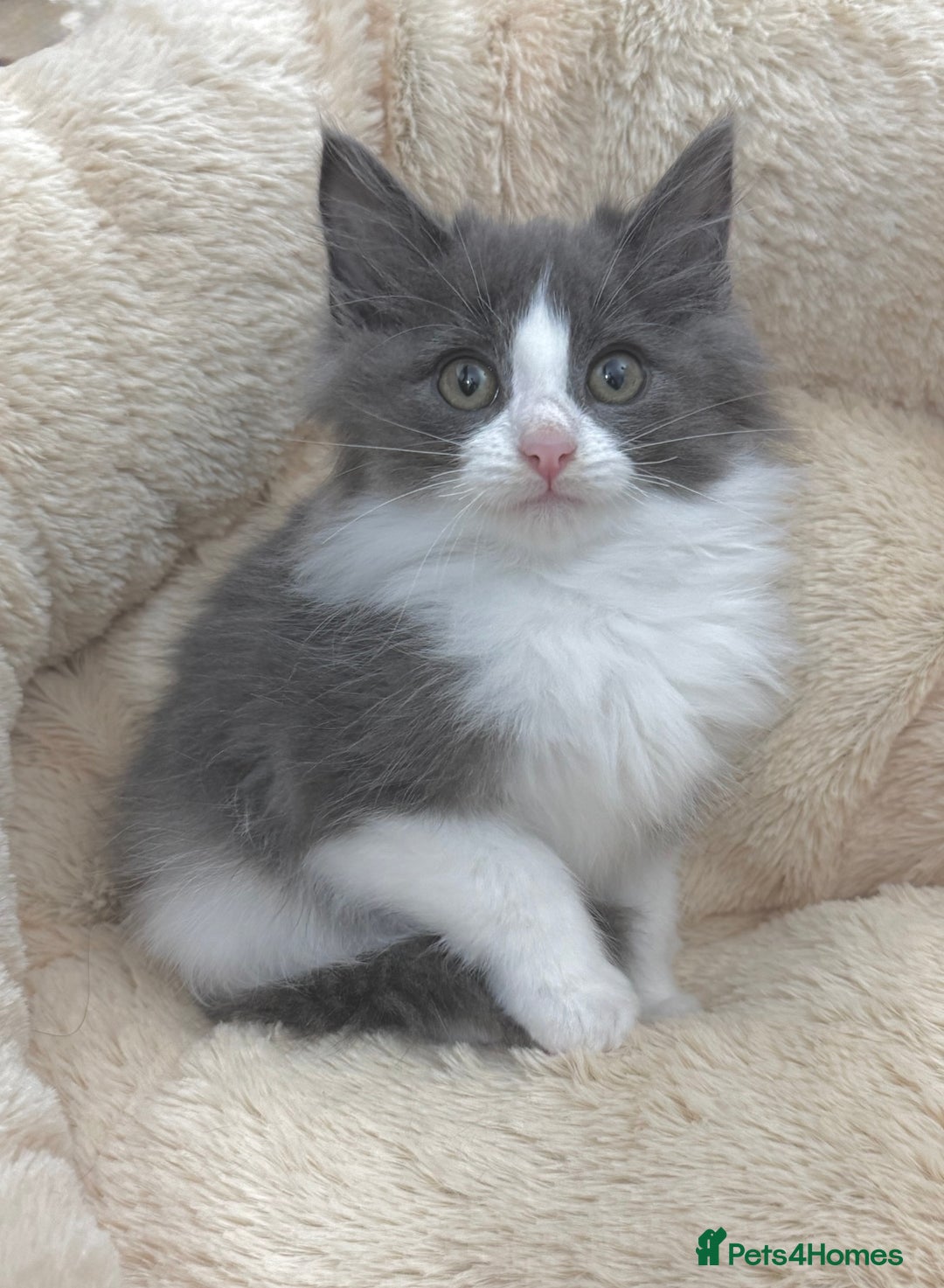 Mixed Breed cats for sale: BEAUTIFUL FLUFFY GREY KITTENS   - Image 9