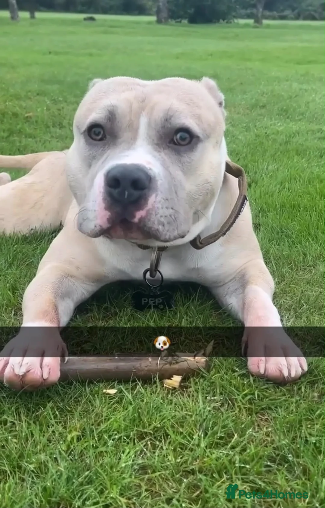 American Bully dogs for sale: Standard American Bully Male - Advert 1