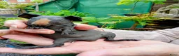 Guinea Pig rodents for sale: Baby skinny pigs - Advert 2