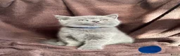 British Shorthair cats for sale: British shorthaired kittens for sale British blues - Advert 5