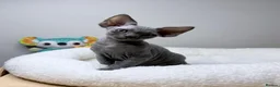 Devon Rex cats for sale: Beautiful blue boy!!!!! Ready to new home! - Advert 1