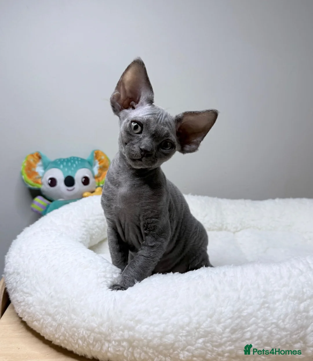 Devon Rex cats for sale: Beautiful blue boy!!!!! Ready to new home! - Advert 1