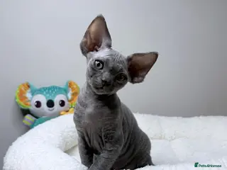 Devon Rex cats Beautiful blue boy!!!!! - Advert 1