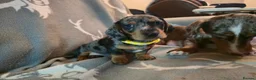 Miniature Dachshund dogs for sale: Adorable Mini Dachshund pups,KC Reg, DNA Tested in Poole - Advert 5
